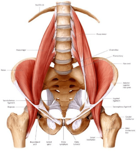 Le psoas ou "muscle de l'âme", un ensemble de muscles travaillé en T.R.E