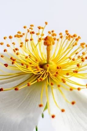 Photo macro d'un pistil et d'une fleur qui se déploie évocatrice du processus d'individuation de la Maïeusthésie