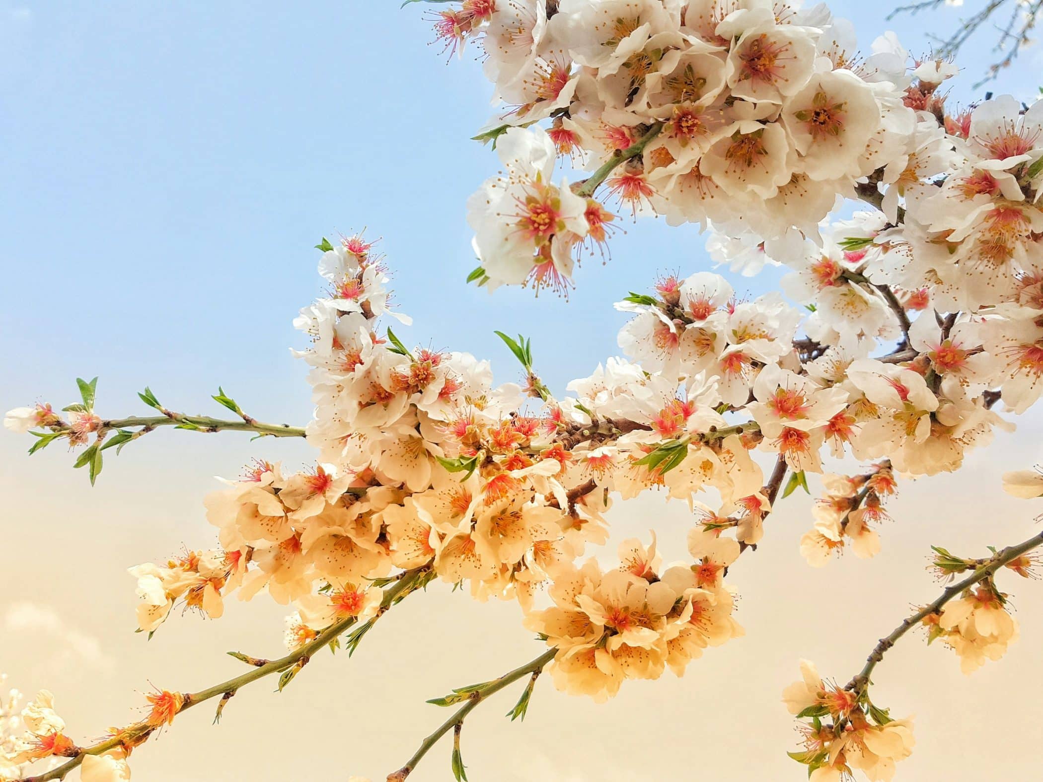 Thérapie Maïeusthésie. Éclosion de fleurs de cerisers